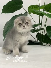  8 قطط سكوتش فولد وستريت  اقل سعر لهاد النوع للجادين فقط
