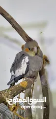  5 فراخ طيور الكروان (الكوكتيل)