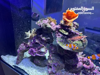  4 Aquarium with salt water (fish, coral and all appliances are included)