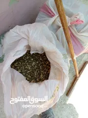  2 يوجد حب بيقا للبيع تقريبا 250كيلو