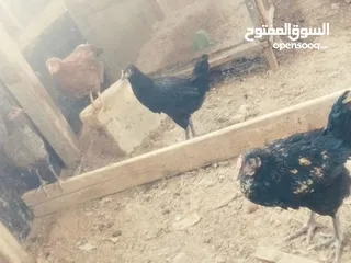  10 متوفر دجاج عرب مخاليف بيهن ابو ركيبه او عادي سعر زوج 25 نهيتهن