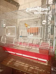  1 طيور كناري بحالة ممتازة جدا