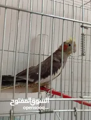  26 يوجد لدي اربع ببغاوات كوكتيل ما في ولا واحد منهم اليف في واحد بس شوي اليف  شاهد الوصف