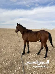  2 حصان مسجل واهو