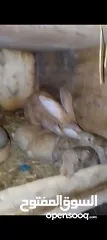  7 ارنب اللبيع