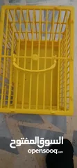  6 طيور حب [بادجي] عدد 2 متوالفين و بصحه و نظافه و نشاط  تبارك الله