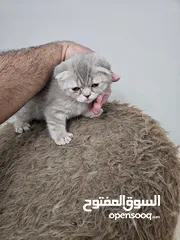 4 قطط نوع سكوتش فولد بيور عدد 2 انثى للبيع  .......................