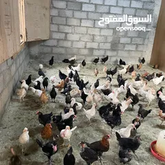  1 دجاج عماني