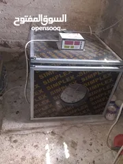  1 فقاسة 264 بيضة للبيع بسعر مغري