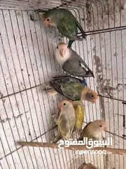  17 بعد الصلاه ع النبي يوجد طيور روز  حبات بتجنن حبات جانوووووووووو صحه ممتااااااااااازه ألوان حلوه.