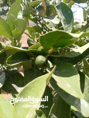  1 مزرعه للبيع مادبا لب