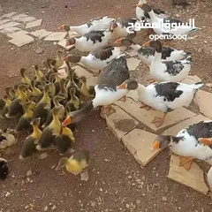  2 وز للبيع جميع الأعمار