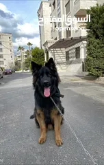  2 German shepherd pure long hair big size male