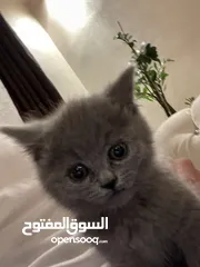  2 قط أنثى صغير