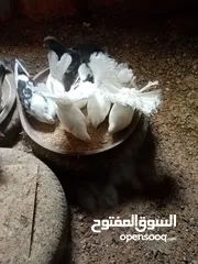  2 حمام تونسي الله يبارك