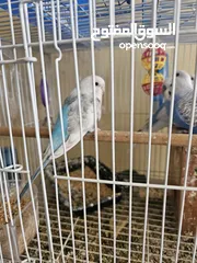  5 Budgerigar parakeets ( Budgie)
