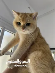  16 قطتان جميلتان تبحثان عن بيت دافئ  Two lovely cats looking for a loving home