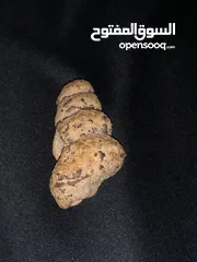  3 fossil snail عرج سواحل متحجر