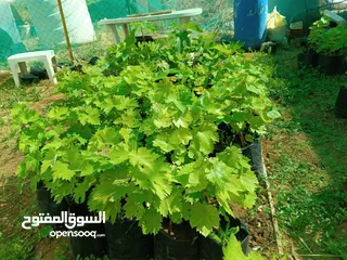  6 اشتال عنب بلدي وشامي للبيع