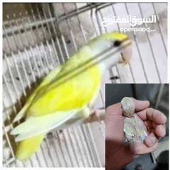  2 فراخ روز طفرات مميزة للزق اليدوي أقرا التفاصيل/ كوكتيل حب جرين شيك اليف جوز فحل طيرة فرخ هدد زق يدوي