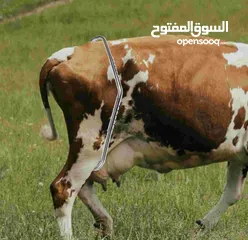  1 عرض مؤقت / مانع الحركة للأبقار أثناء الحلب صناعة تركية من شركة ميلاستي يتناسب مع جميع أنواع الأبقار