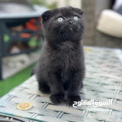  2 قطط لتبني بشروط