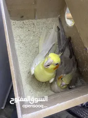 1 جوز كوكتيل شغالات معهم فرخين