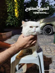 6 قطه شيرازي