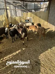  3 ذبايح كباشة وحملات