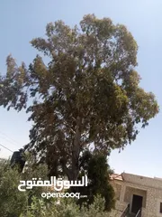  9 حطب زيتون/لوزيات ناشف