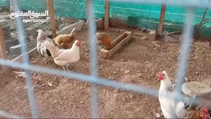  4 Chicken & Duck egg . بيض دجاج وبط للبيع