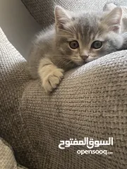  2 قطط للبيع سكوتش