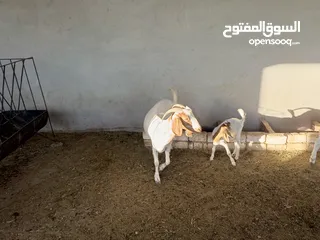  1 ماعز خليط موجود كمية