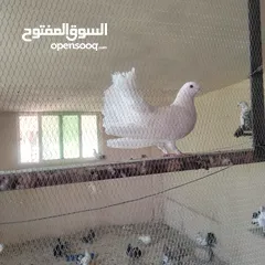  8 حمام للبيع