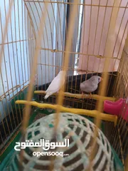  2 طيور الزيبرا