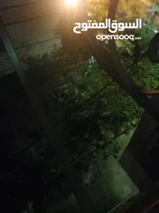  3 شقة للايجار بايجار شهري