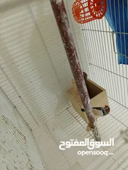  3 عصافير زيبر