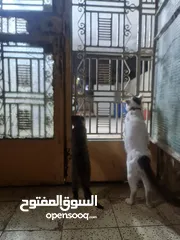  2 جزء من بيت للبيع (تفليش)