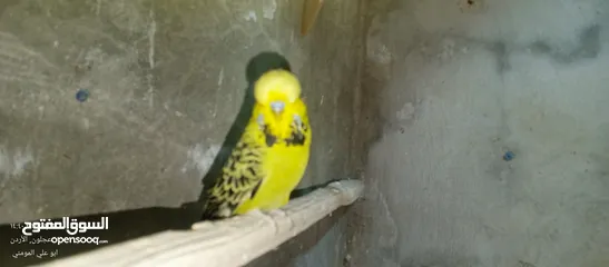  1 ذكرين حب انجليزي نخب يوجد توصيل