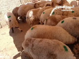  4 اكباش بلدي نفس الصور صحراوي اضاحي وعقائق وزن 60ل 70قائم احجز ضحيتك ذبح او دون