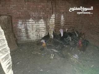  2 فراخ رومي بياضه ممتازه