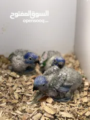  1 ثلاث فروخ ببغاء لوري من نوع رينبو.                        three  baby lory parrot type rainbow