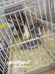  6 كوكتيل مشكل الوان وايت فيس وابيض   وحبشي صحة ما شاء الله تبارك الله  2 ابيض 3 وايت فيس 7 حبشي