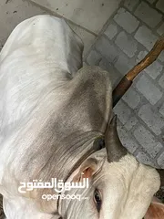  2 عجل اثيوبي