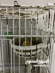 27 طيور كنار للبيع