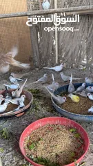  15 Dove bird pigeon دوف مكس للمهتمين للتربية منتج