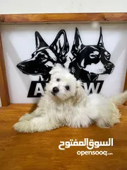  1 جراوي مالتيز Maltese