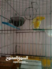 1 كنار للبيع