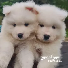 11 فندق للكلاب