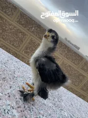  6 صيصان براهمي لبيع